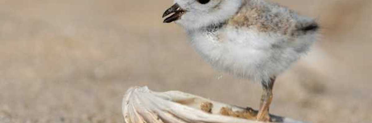 A baby sandpiper standing in a seashell on a beach