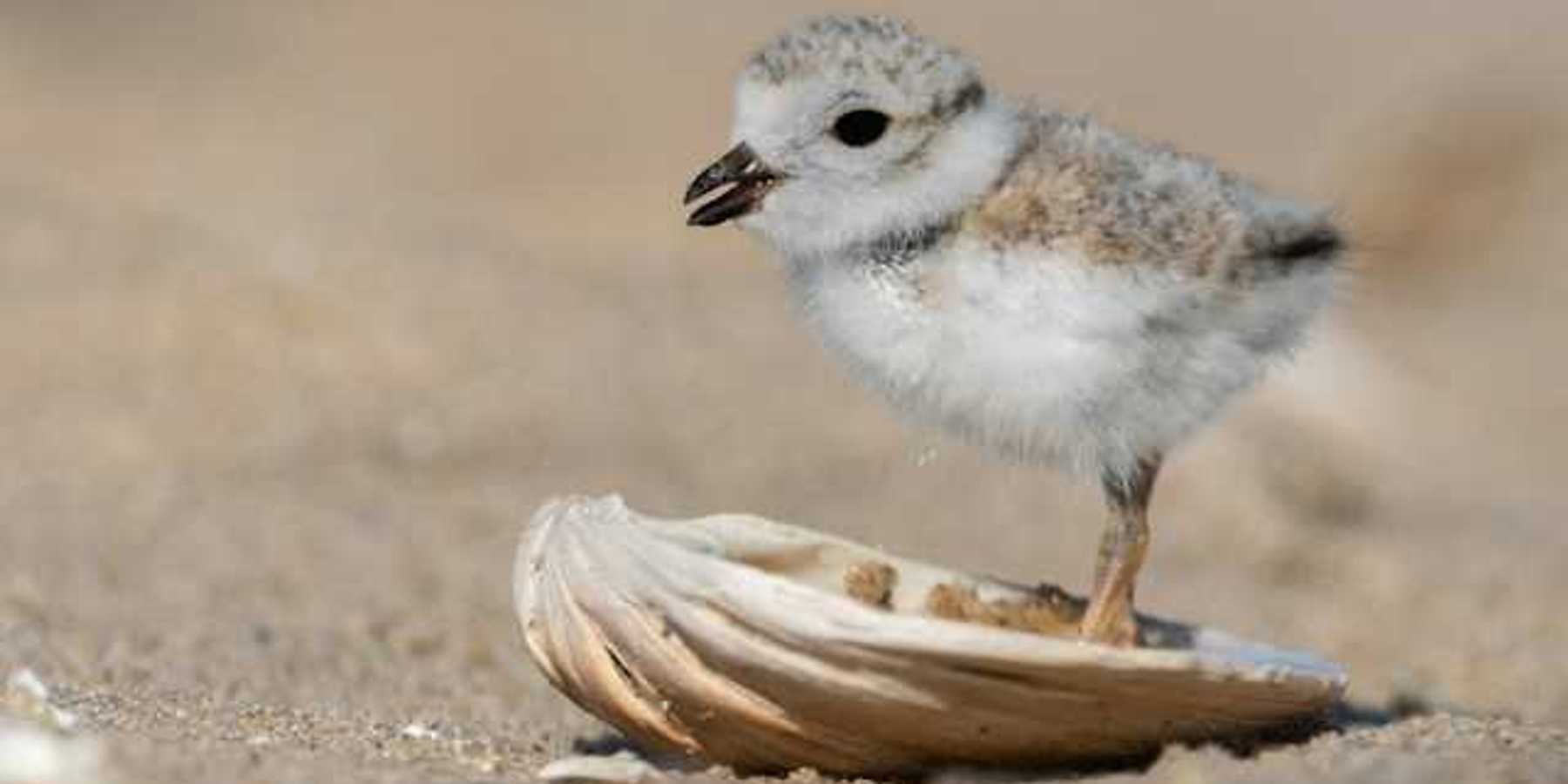 A baby sandpiper standing in a seashell on a beach