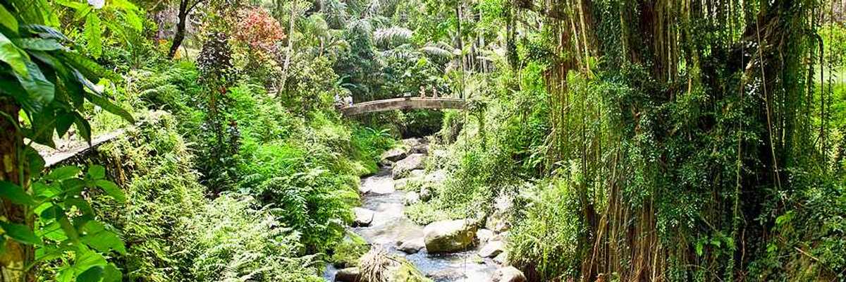 A Bali stream flowing through a forest