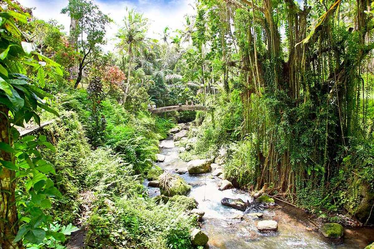 A Bali stream flowing through a forest