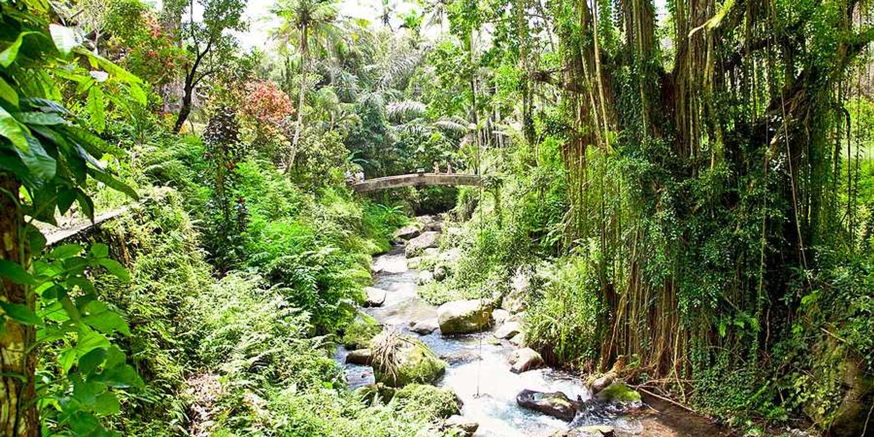 A Bali stream flowing through a forest