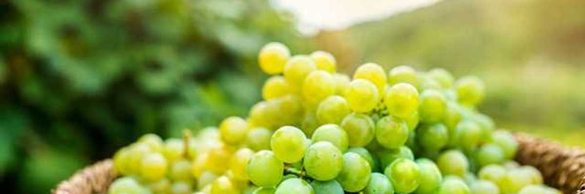 A basket of green grapes with vines in the background