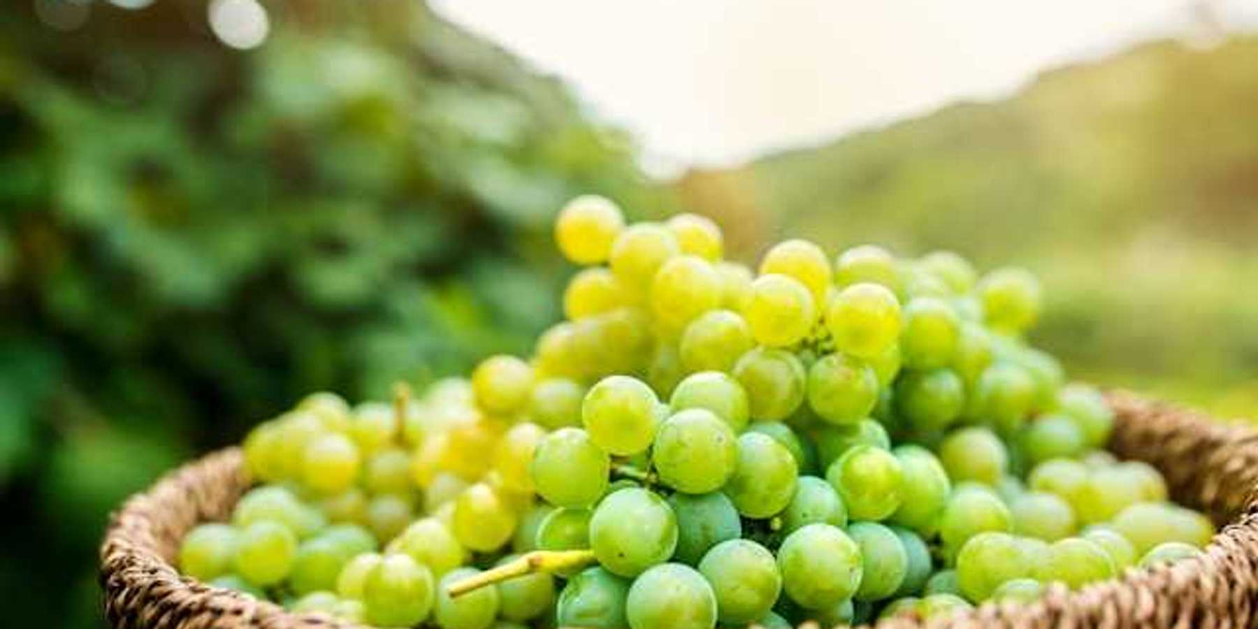 A basket of green grapes with vines in the background