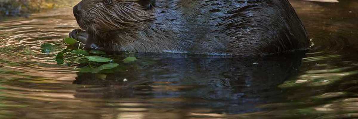 A beaver chewing on leaves in a water source