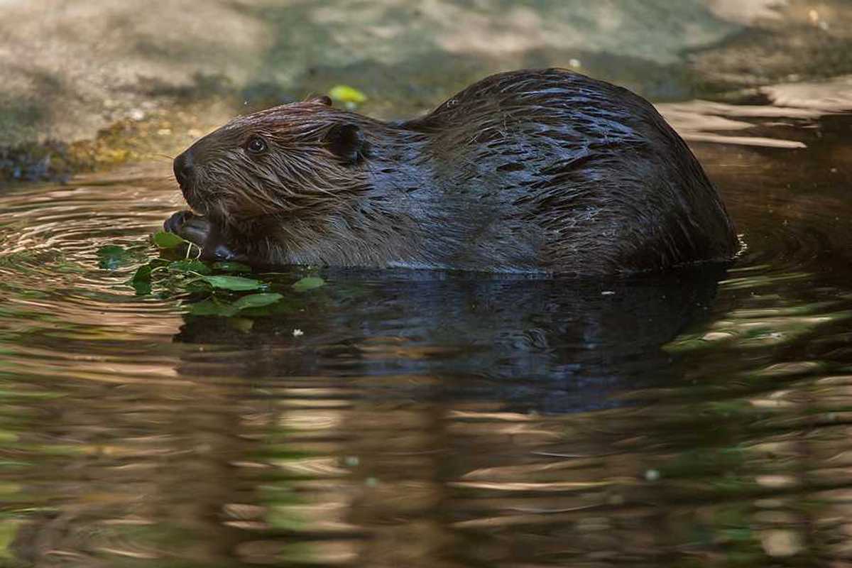 A beaver chewing on leaves in a water source