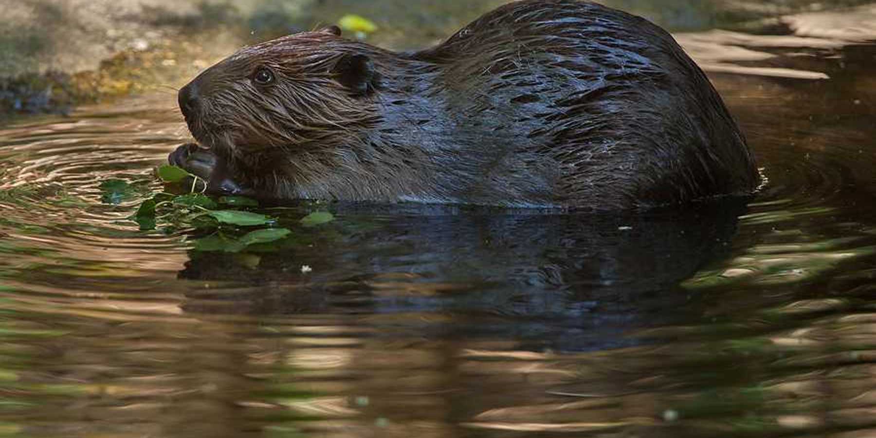 A beaver chewing on leaves in a water source