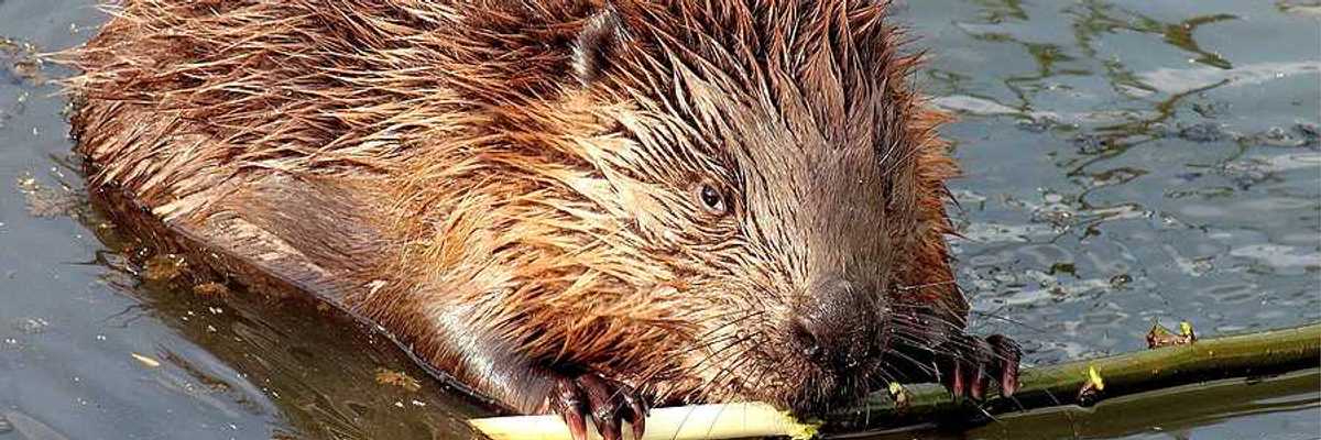 A beaver in the water chewing on a branch