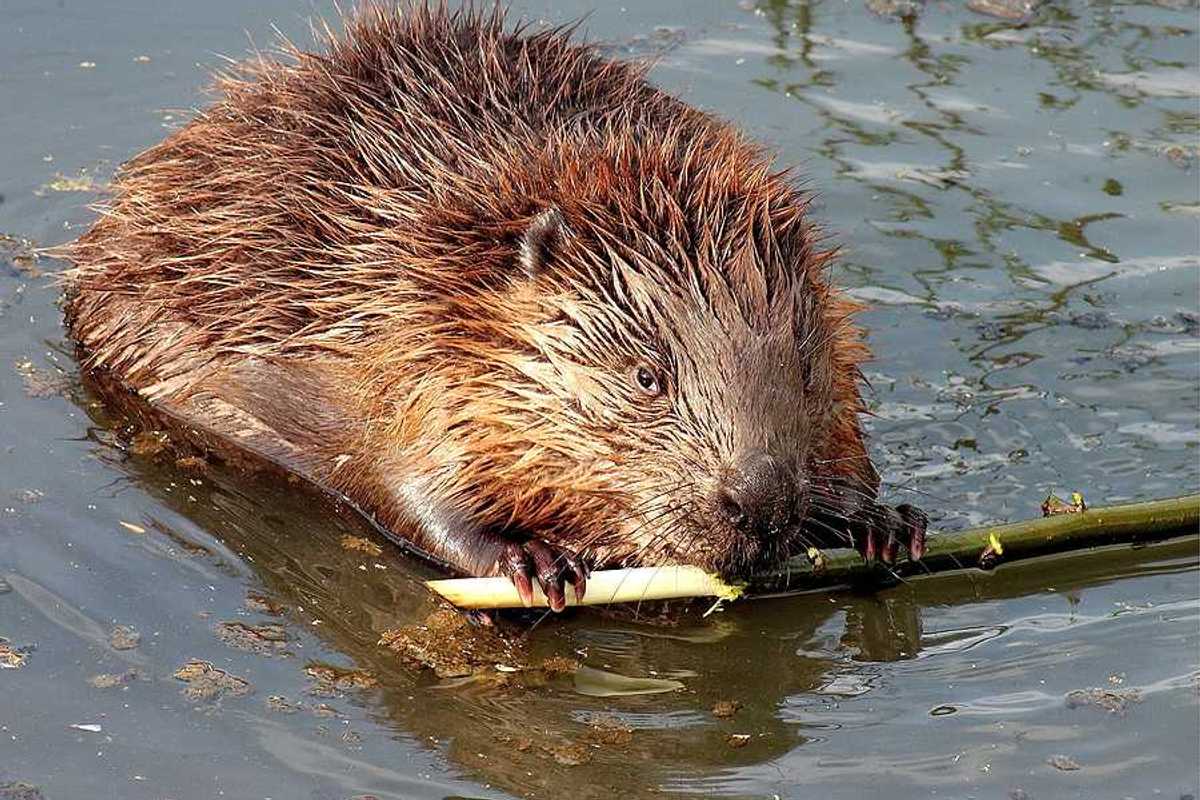 A beaver in the water chewing on a branch