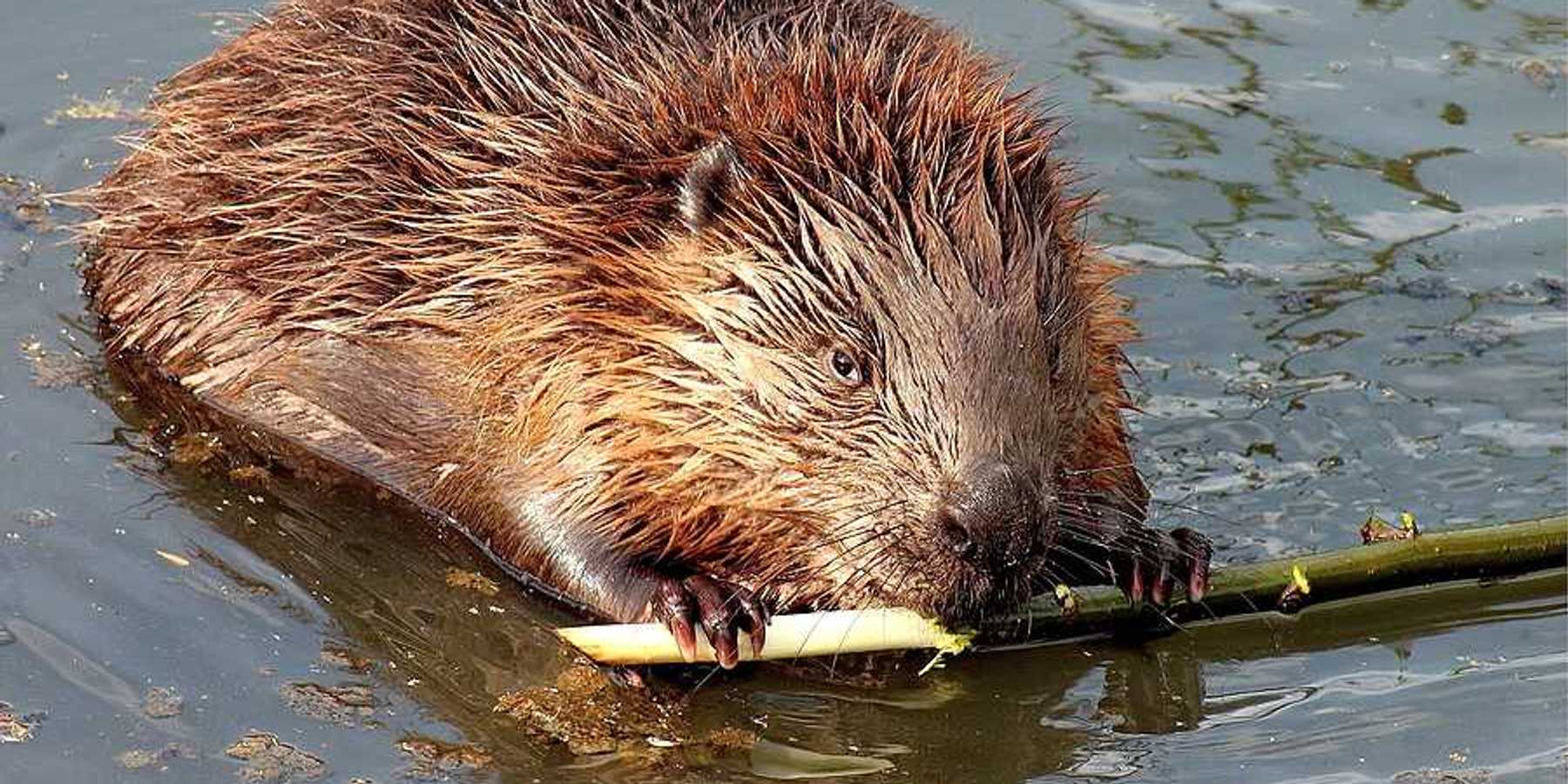 A beaver in the water chewing on a branch