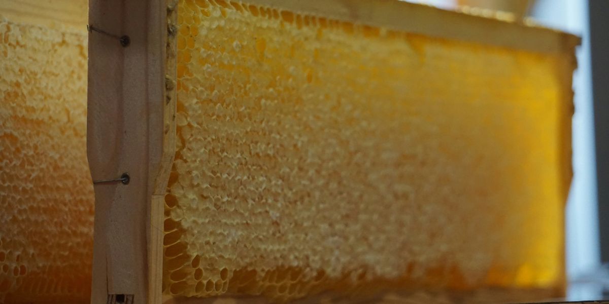 A bee hive with honey