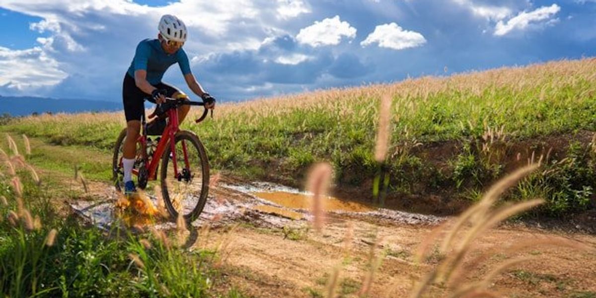 A bike rider on a dirt path between corn fields.