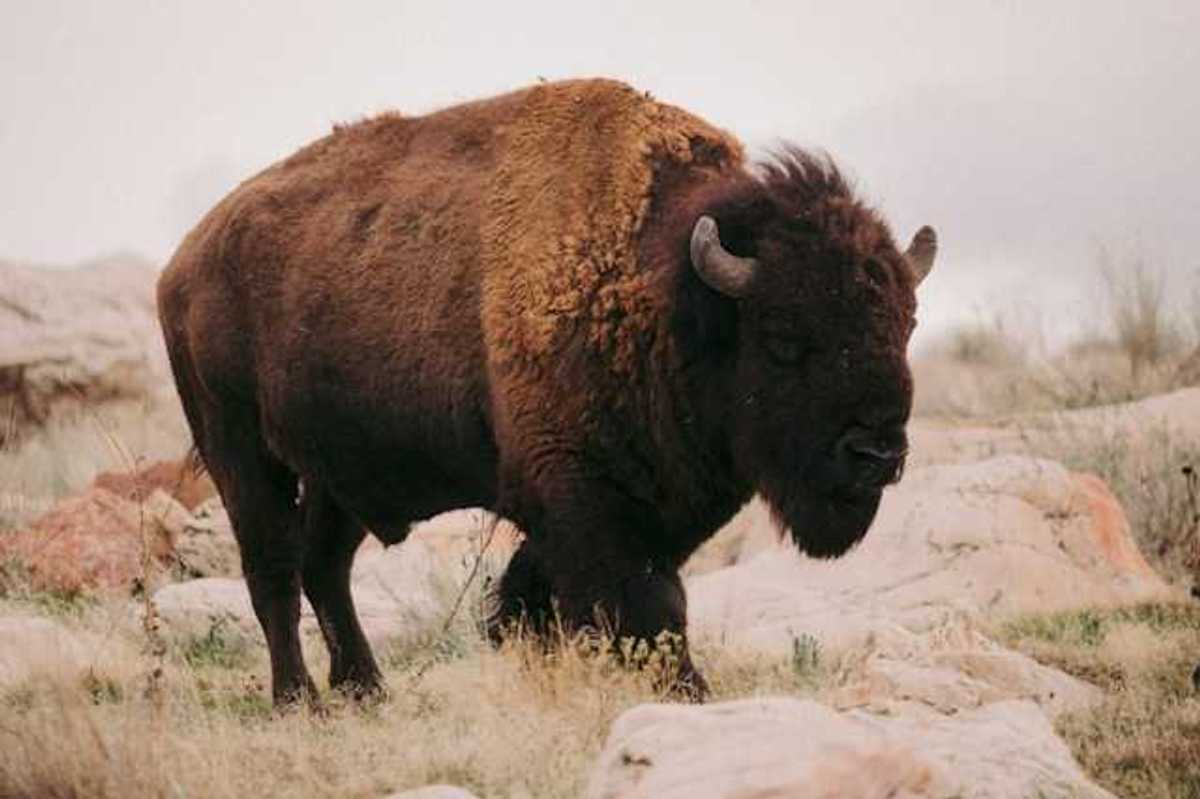 A bison standing in a field filled with grass and rocks