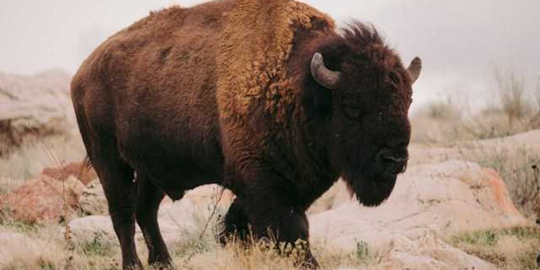 A bison standing in a field filled with grass and rocks