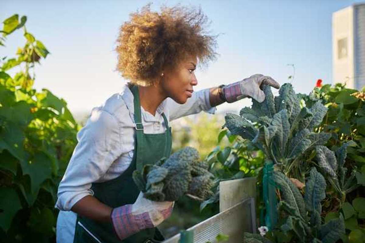A Black woman harvesting kale in a garden