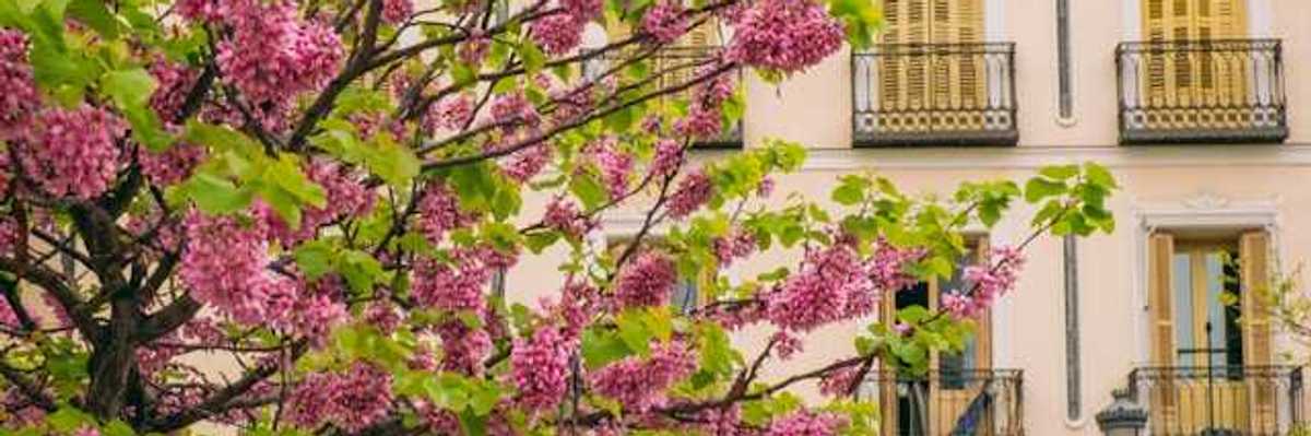 A blooming tree outside a charming city building