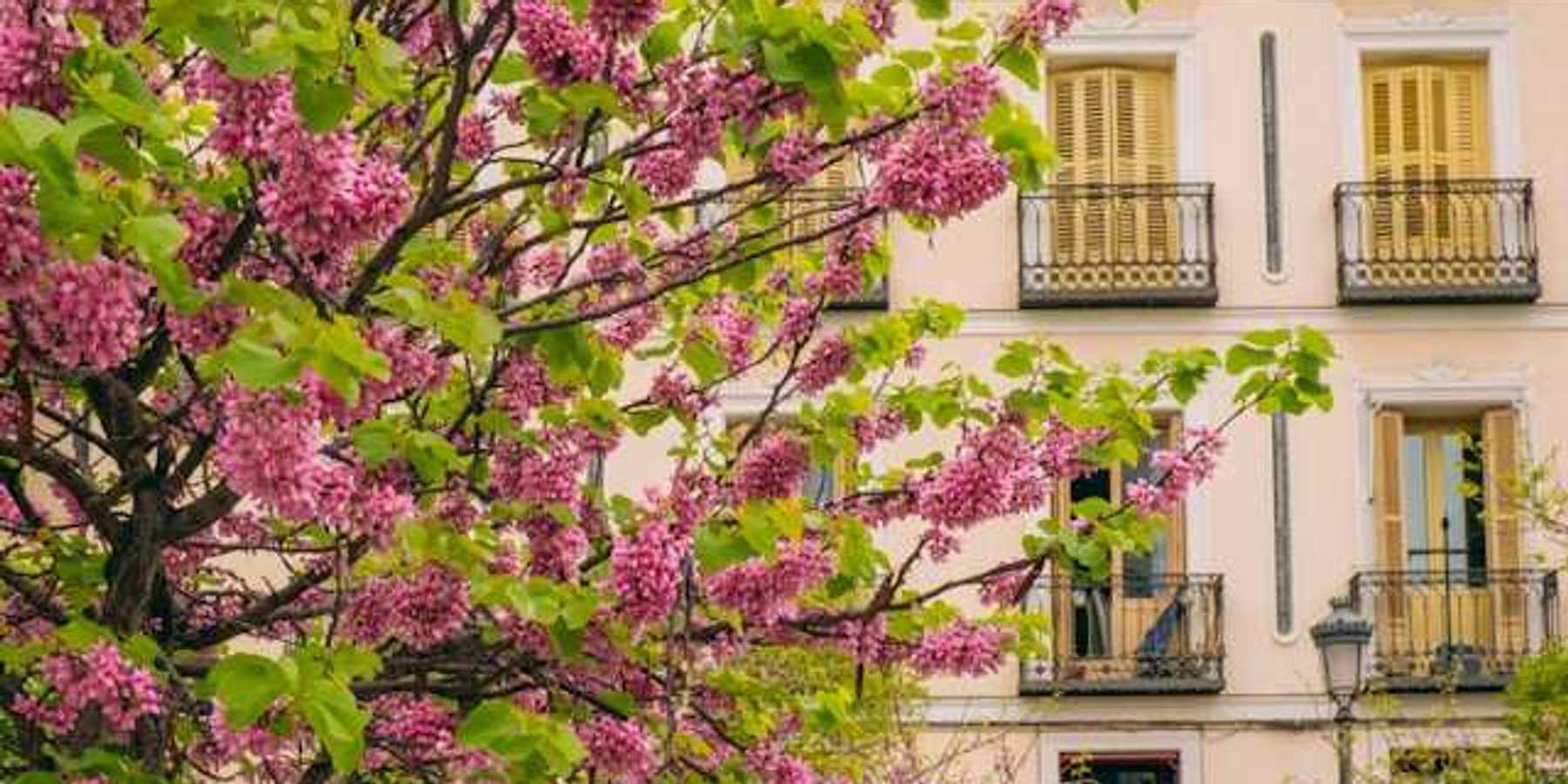 A blooming tree outside a charming city building