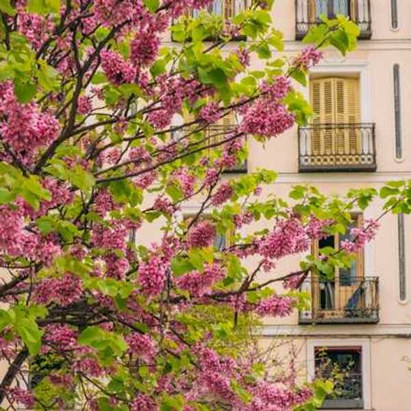 A blooming tree outside a charming city building