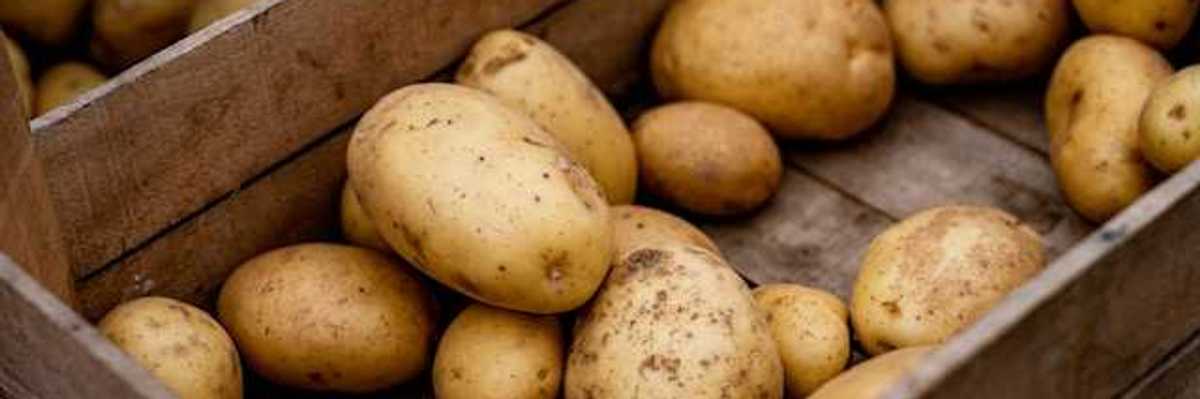 A box full of potatoes