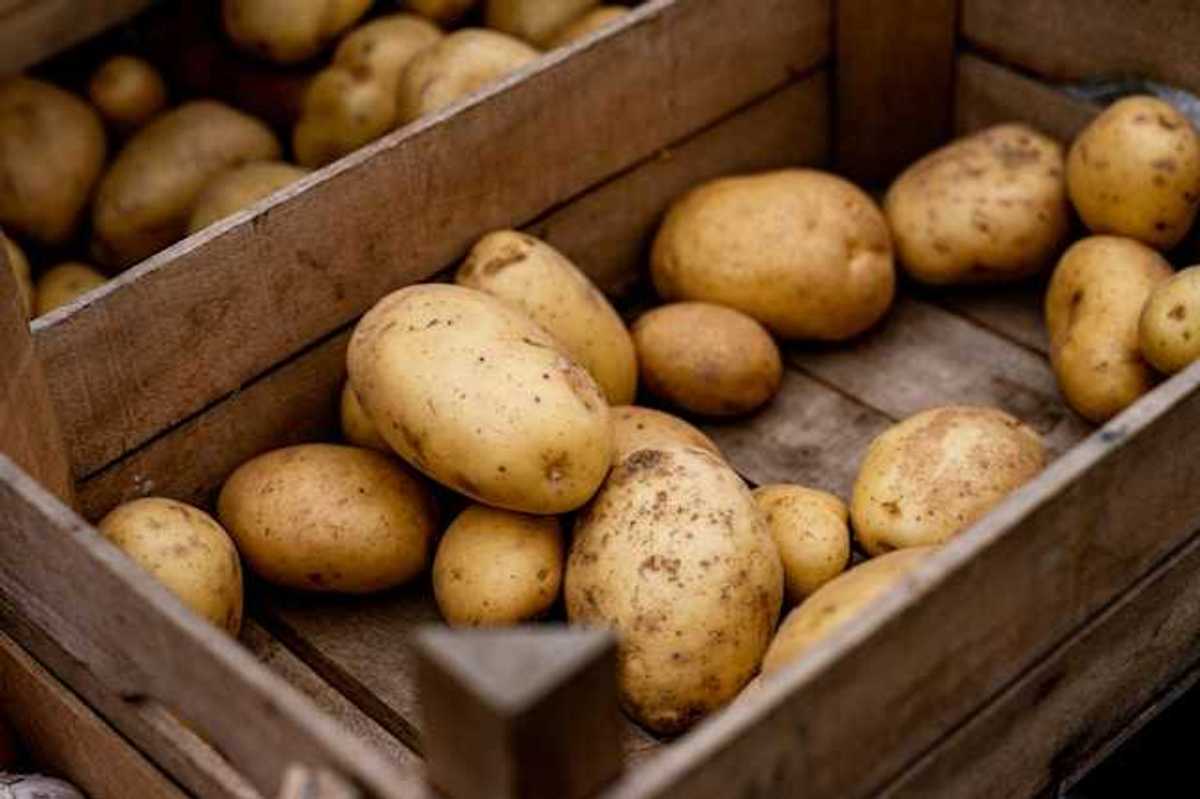 A box full of potatoes