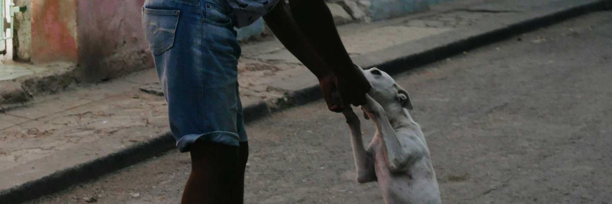 A boy in white t-shirt and blue denim shorts walking with white, emaciated dog.