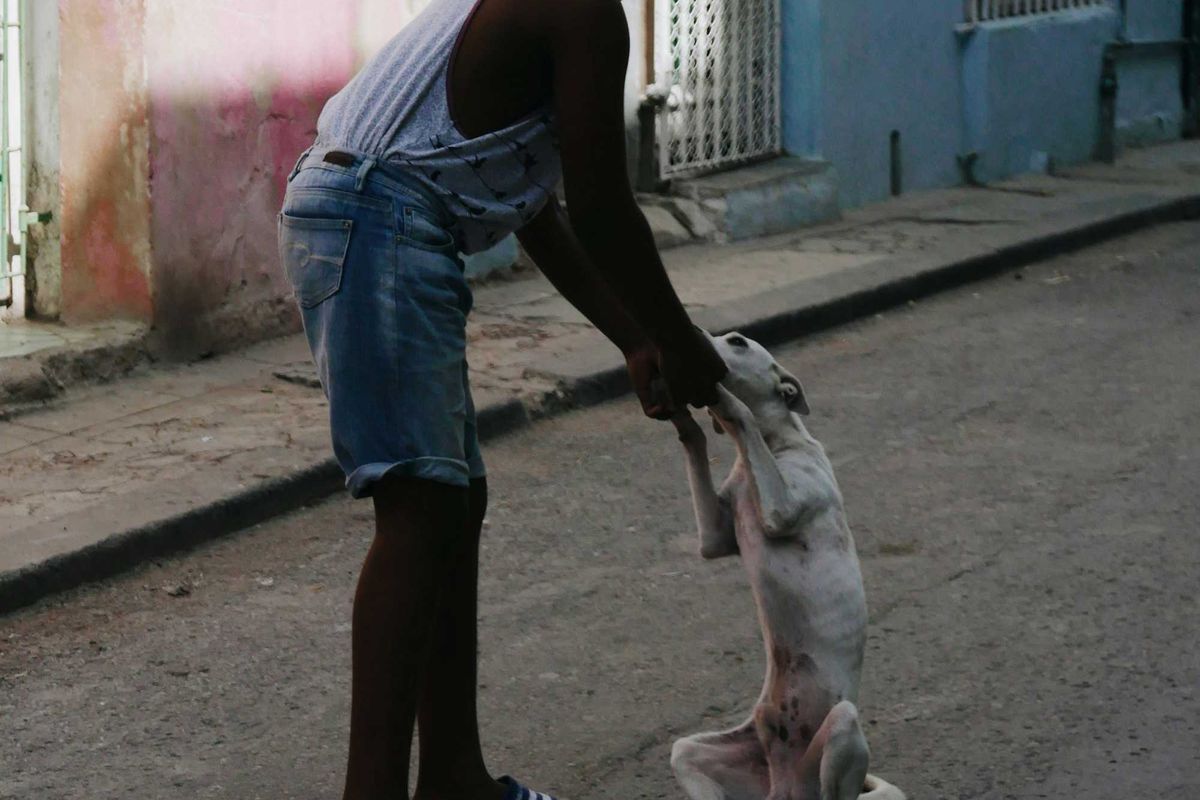 A boy in white t-shirt and blue denim shorts walking with white, emaciated dog.