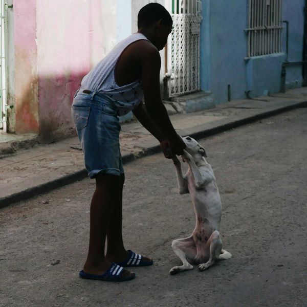 A boy in white t-shirt and blue denim shorts walking with white, emaciated dog.