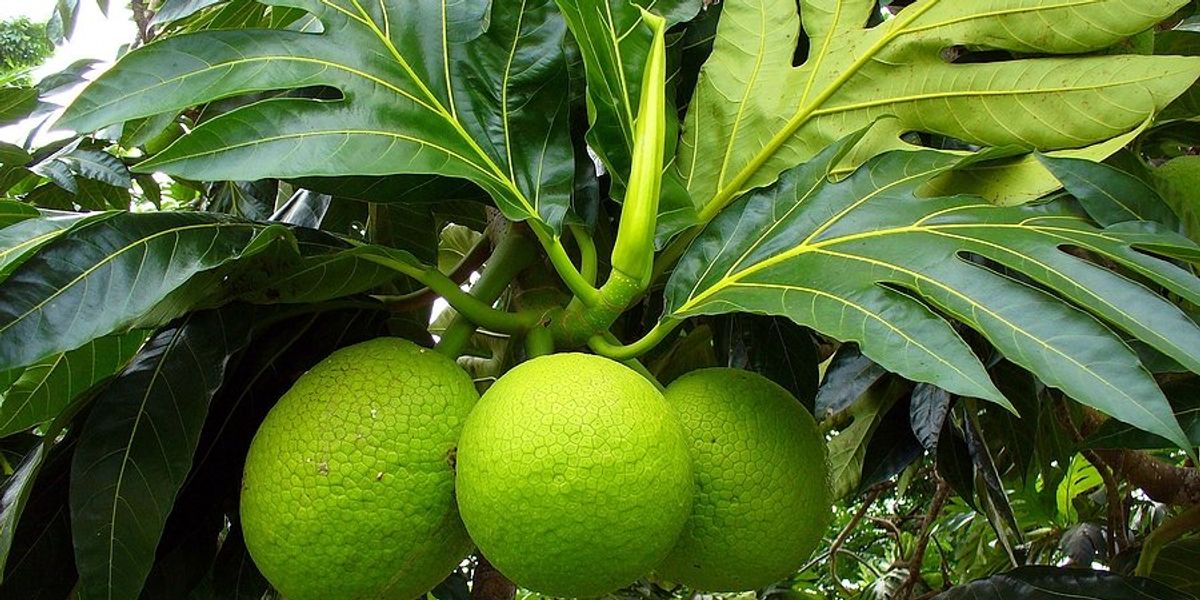 A breadfruit tree with three breadfruits hanging on a branch