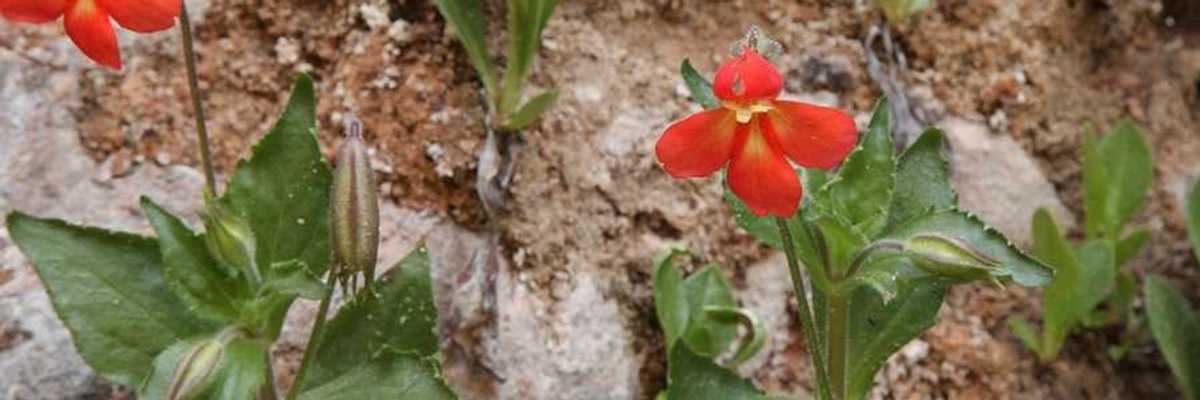 A bright red flower with green leaves against a brown soil background