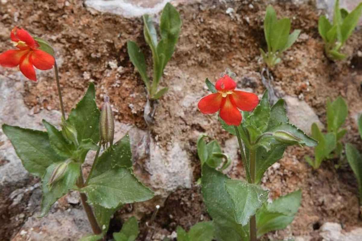 A bright red flower with green leaves against a brown soil background