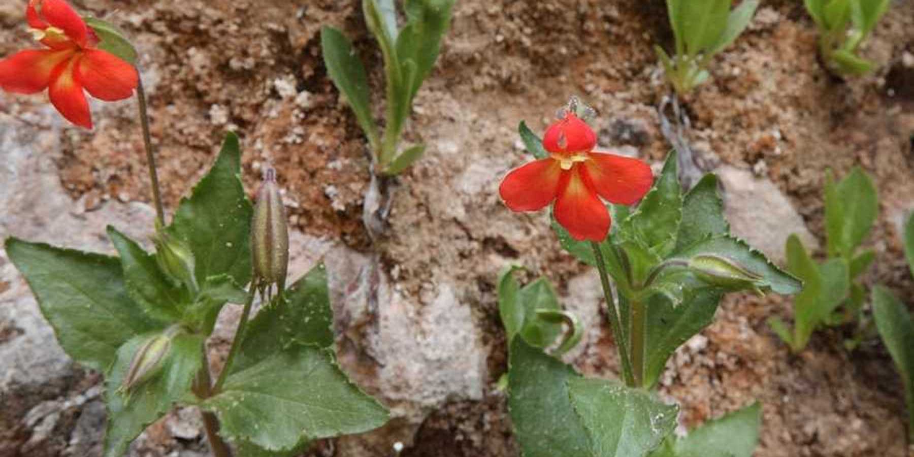 A bright red flower with green leaves against a brown soil background