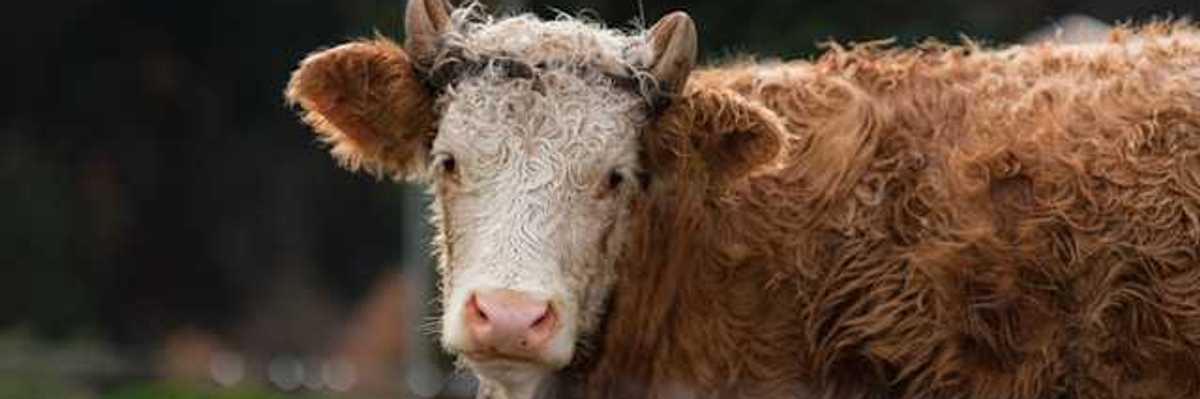 A brown and white steer looking into the camera