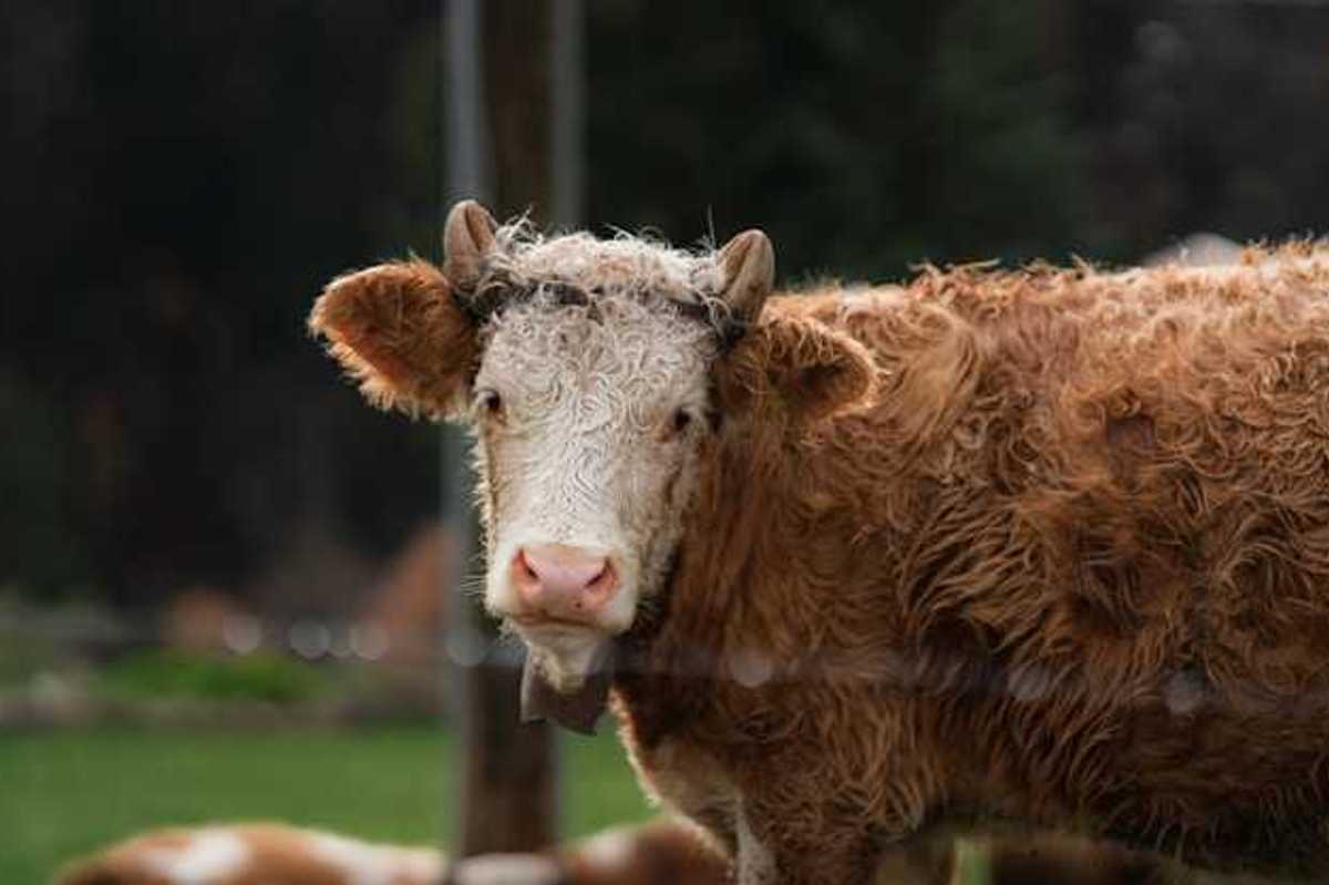 A brown and white steer looking into the camera