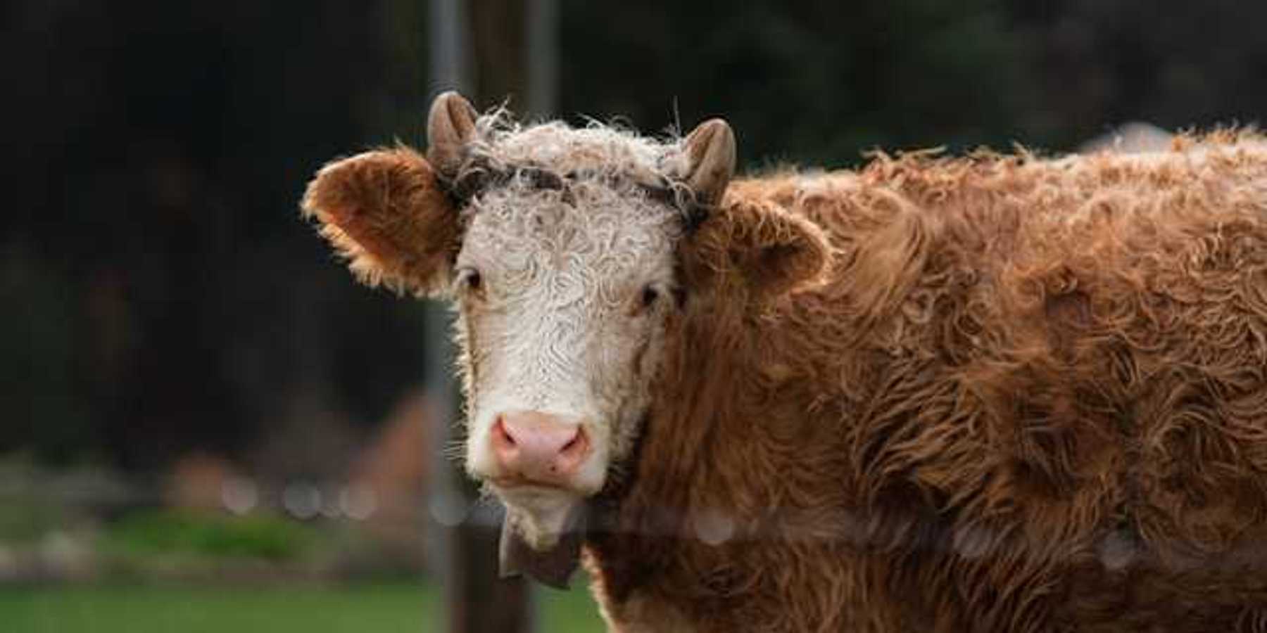 A brown and white steer looking into the camera