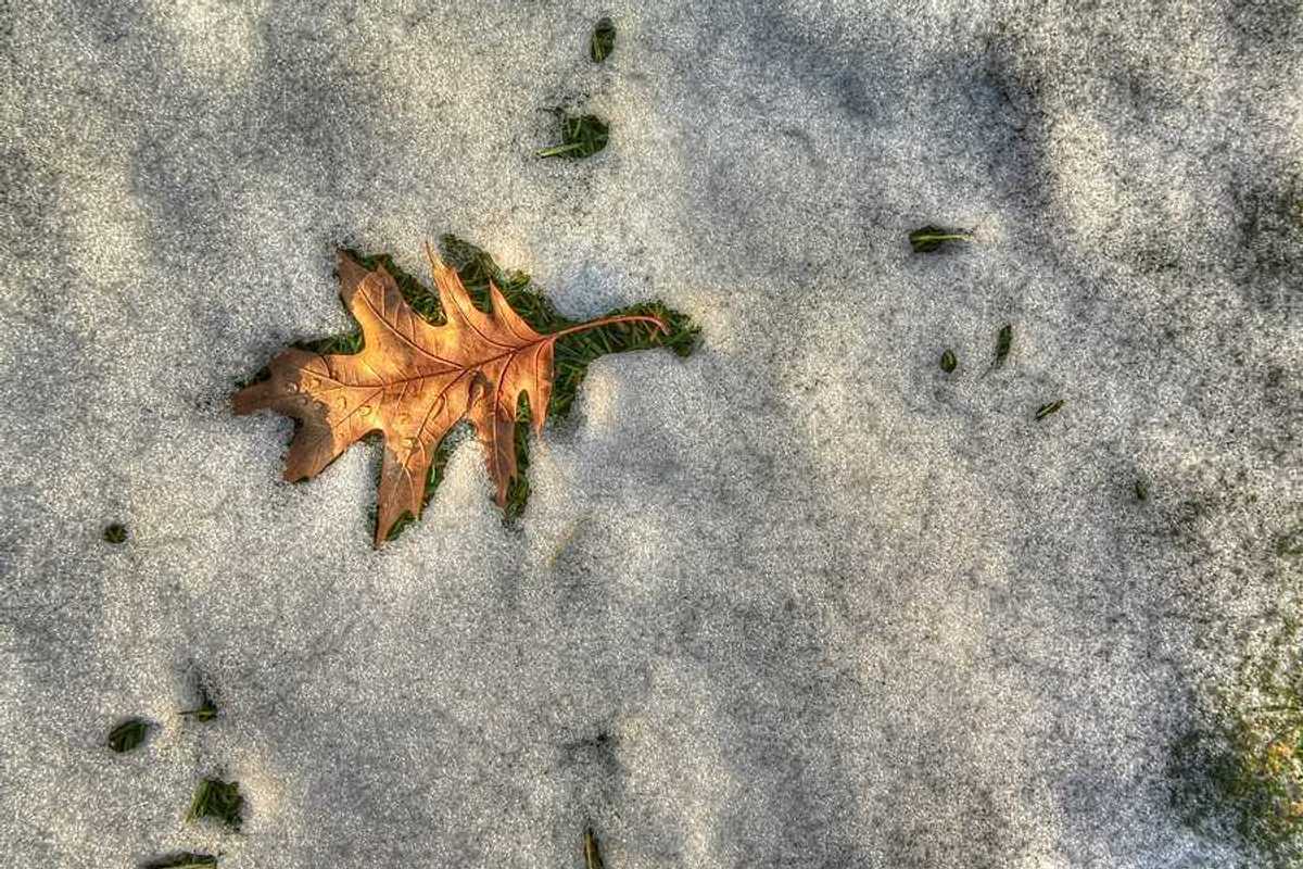 A brown leaf surrounded by melting snow
