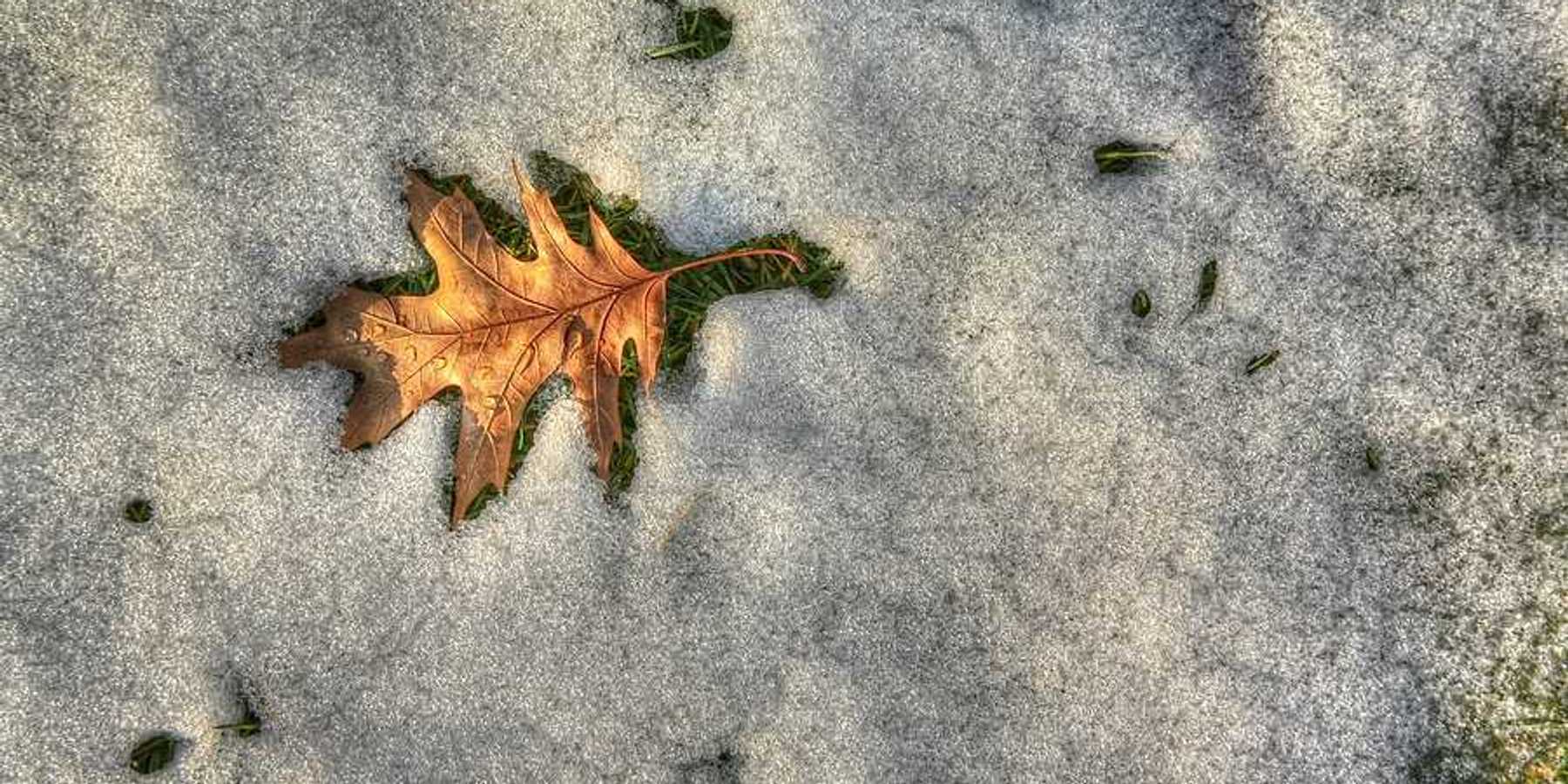 A brown leaf surrounded by melting snow