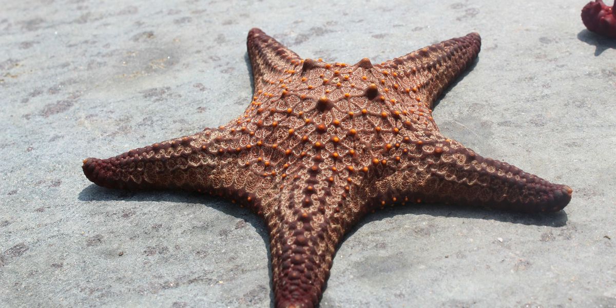 a brown starfish laying on top of a rock