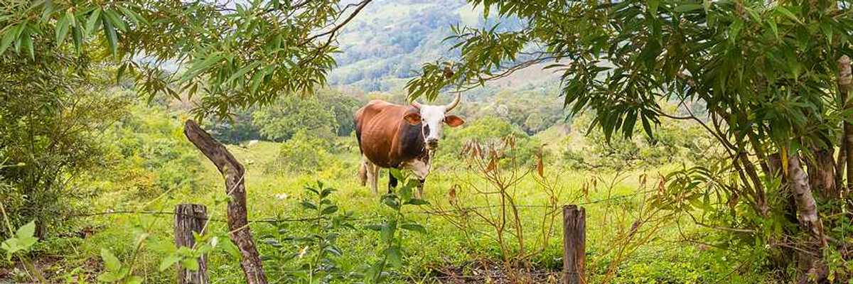 A brown steer standing in a green field