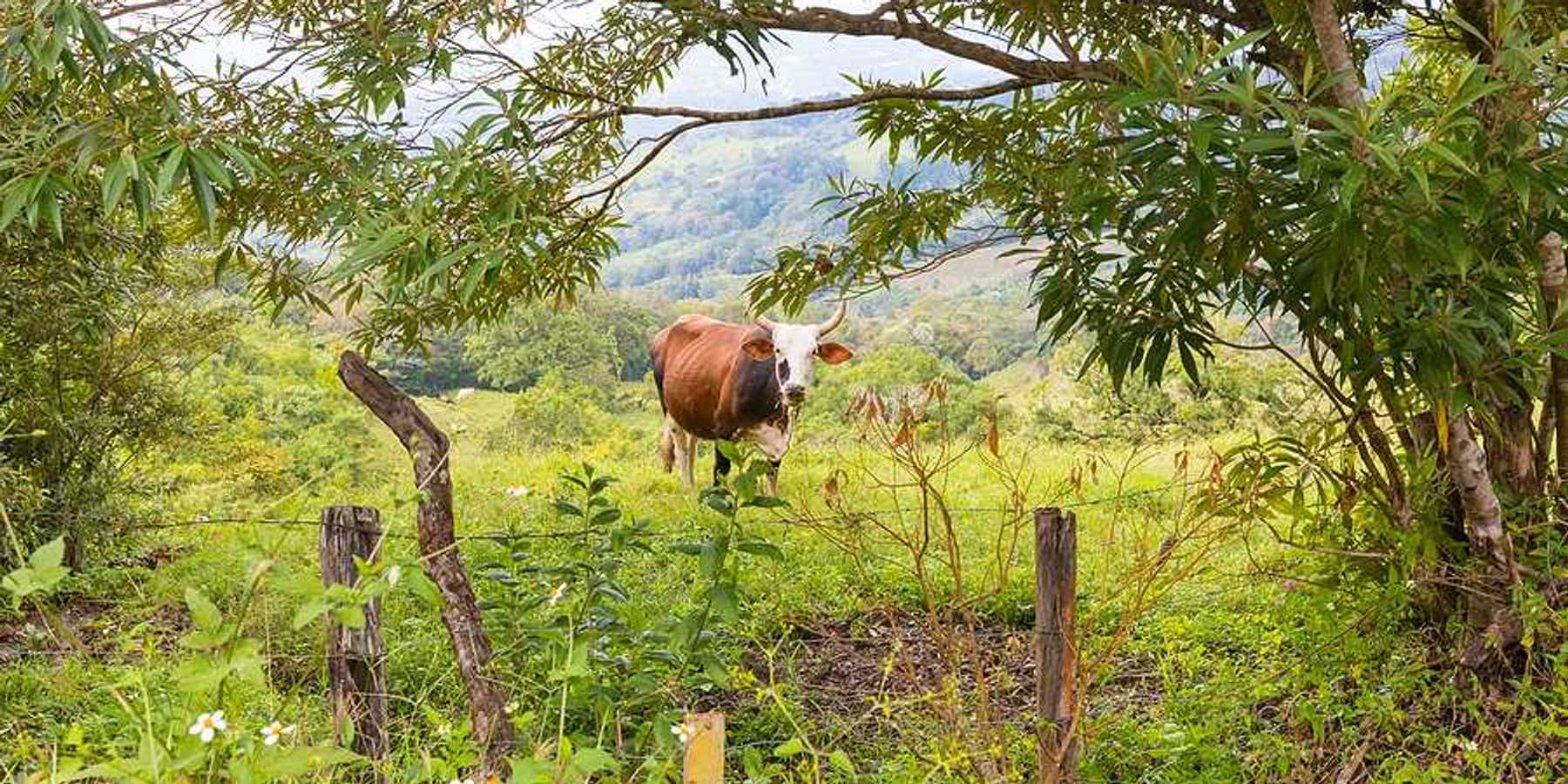 A brown steer standing in a green field