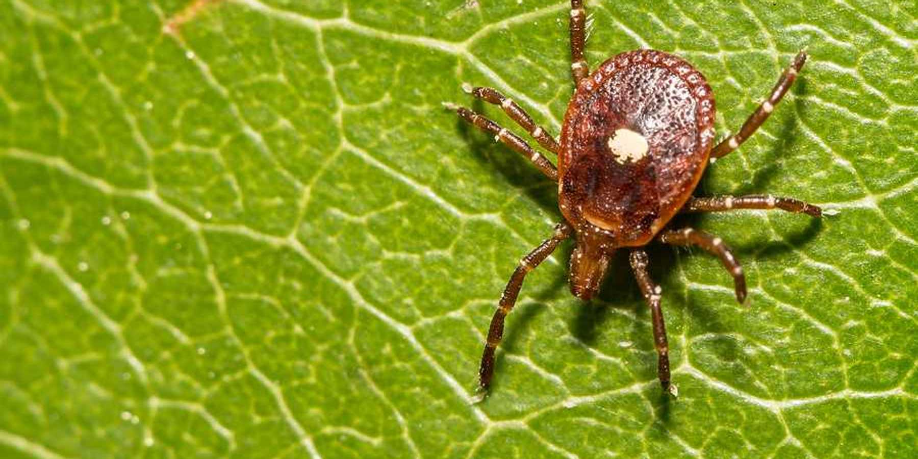 A brown tick on a green leaf