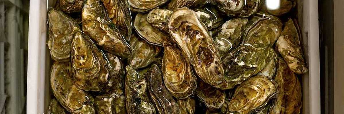 A bucket full of oysters in water