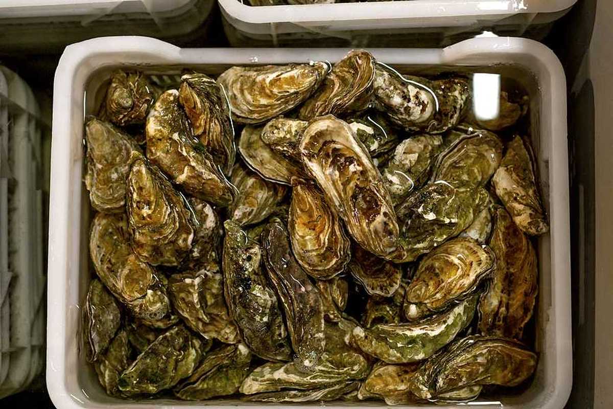 A bucket full of oysters in water