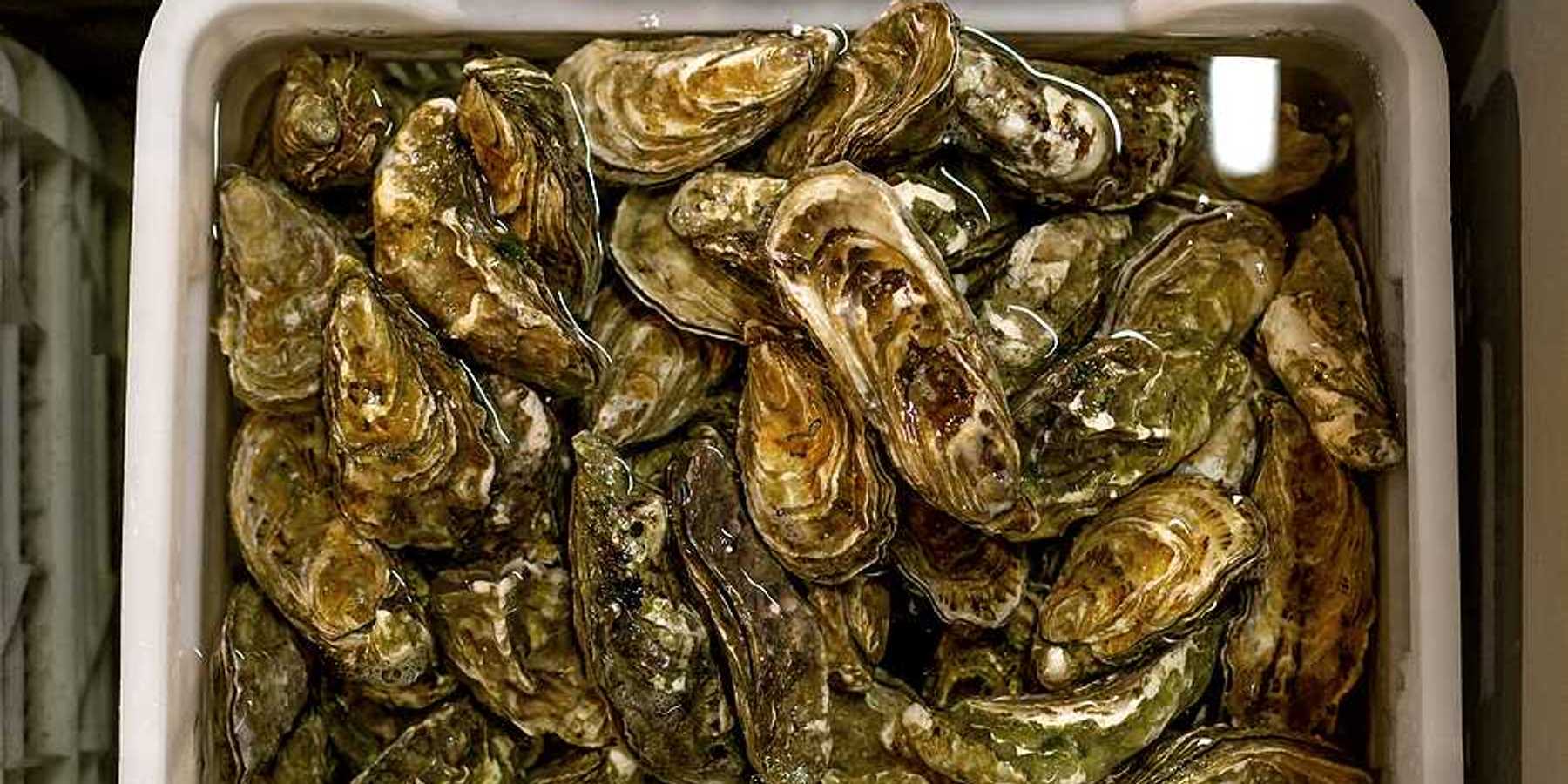 A bucket full of oysters in water