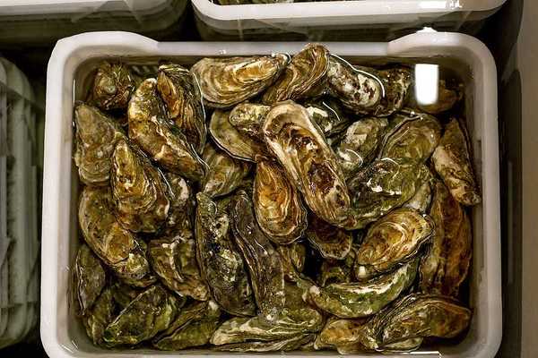 A bucket full of oysters in water