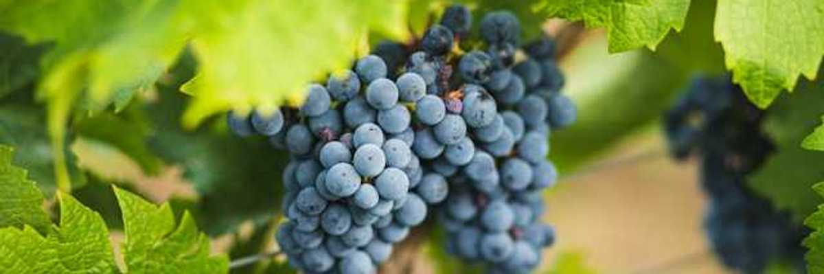 A bunch of grapes on a vine
