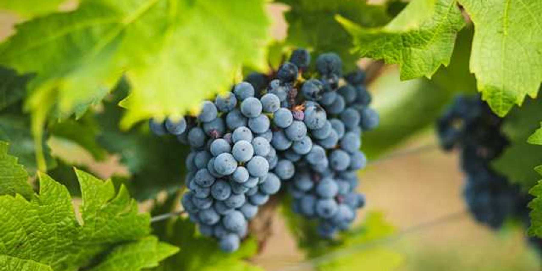A bunch of grapes on a vine