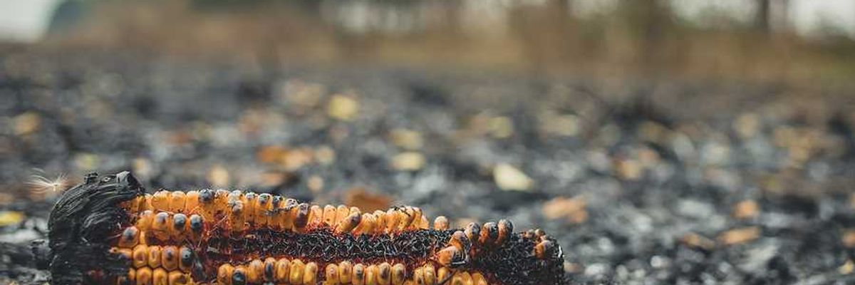 A burned ear of corn in a burned corn field