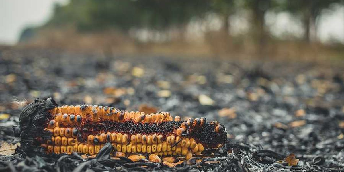 A burned ear of corn in a burned corn field