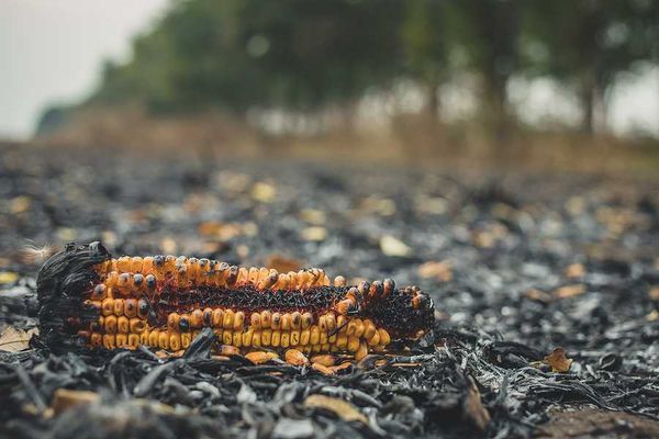 A burned ear of corn in a burned corn field