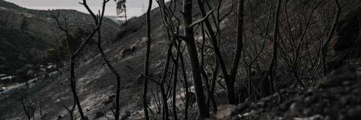 A burned landscape with blackened soil