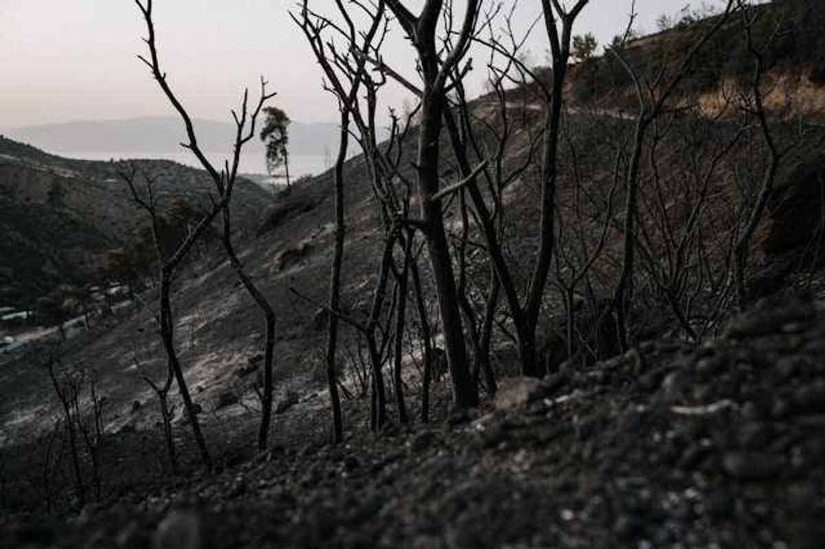 A burned landscape with blackened soil